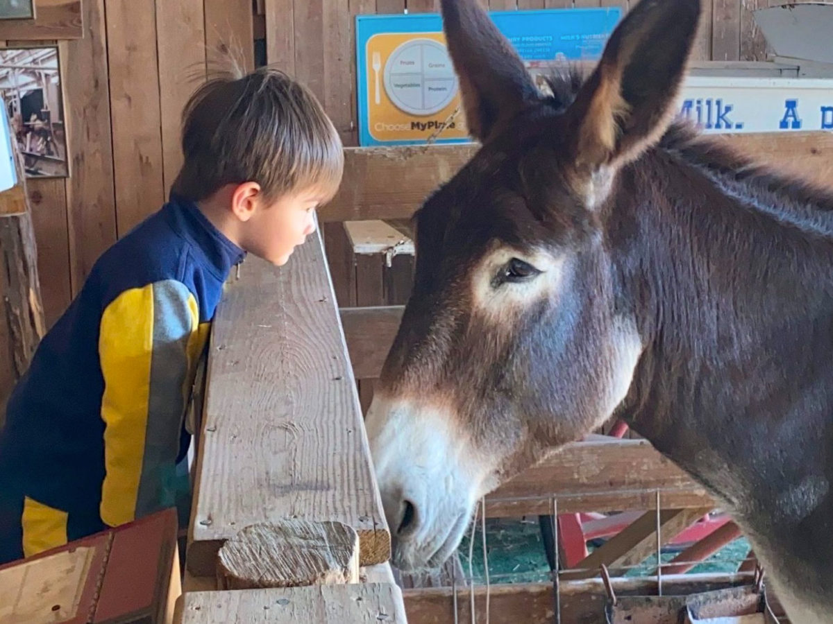 boy with donkey