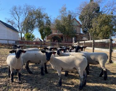 Group of sheep at heritage farmstead