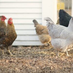Chickens on the farm