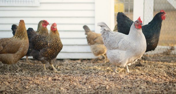 Chickens on the farm