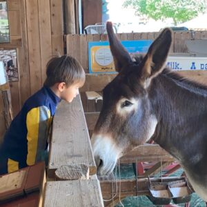 Photo of child and Heritage Farmstead's donkey, Poncho, looking at each other