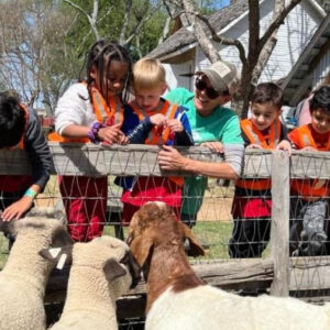 School children petting sheep at the Heritage Farmstead Museum leaning over a fence
