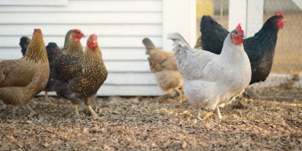 Chickens on the farm