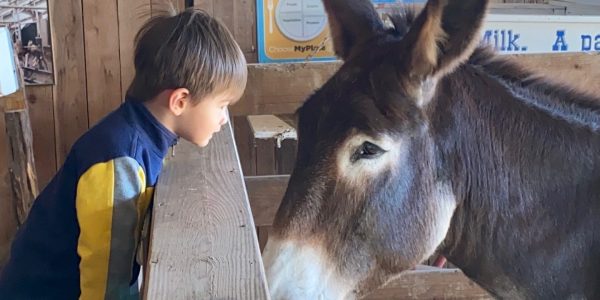 Photo of child and Heritage Farmstead's donkey, Poncho, looking at each other