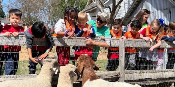 School children petting sheep at the Heritage Farmstead Museum leaning over a fence